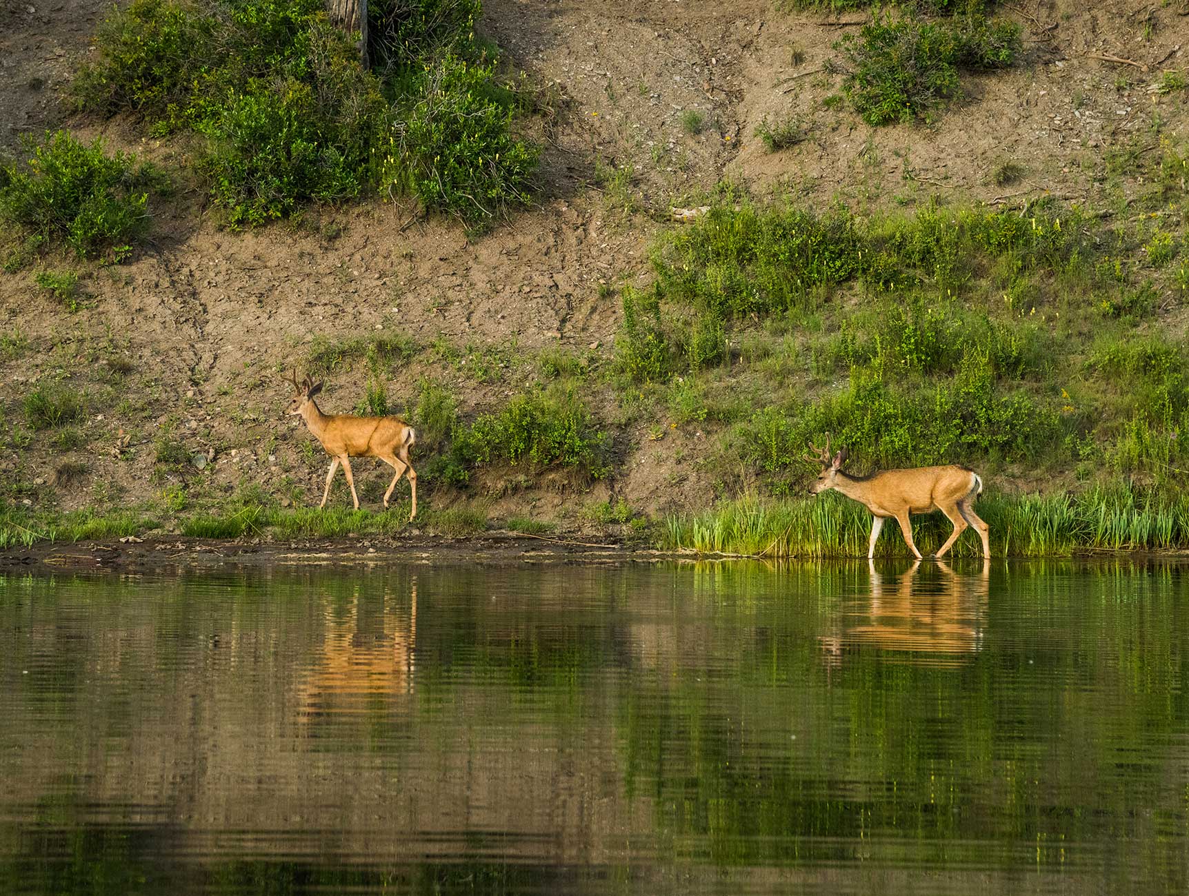 about pagosa - deer in pagsoa river