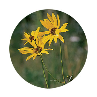 yellow flower in pagosa springs area - southwest colorado